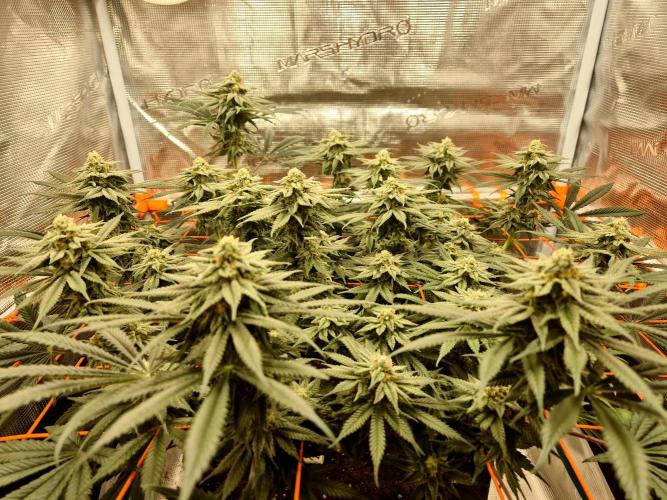 Cream Mandarine main lining. Week 14