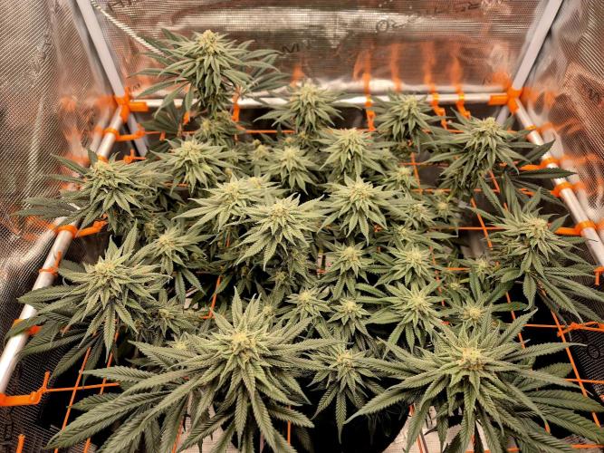 Cream Mandarine main lining. Week 14
