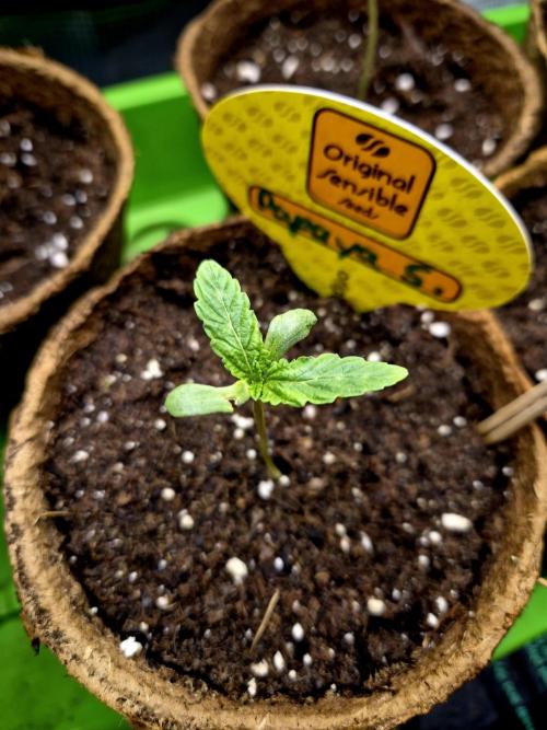 Papaya Stank (CCG) Sensible Seeds. Week 1 - No.1