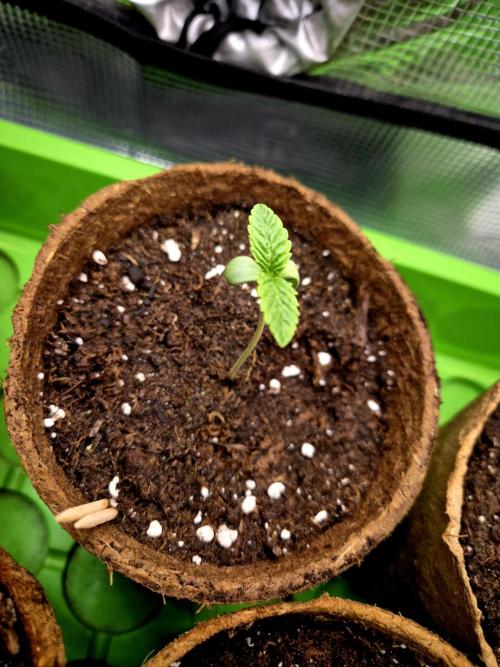 Papaya Stank (CCG) Sensible Seeds. Week 1 - No.2