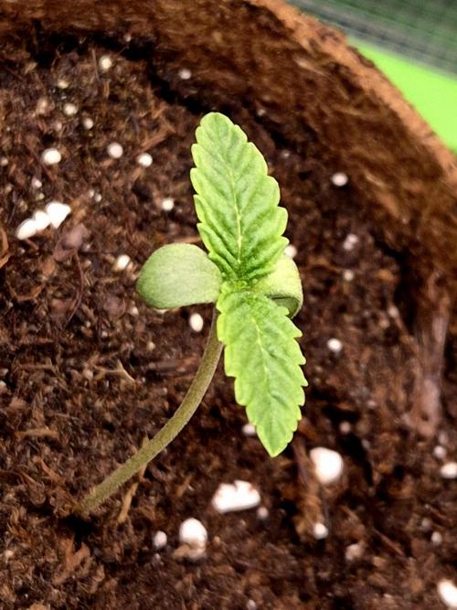 Papaya Stank (CCG) Sensible Seeds. Week 1