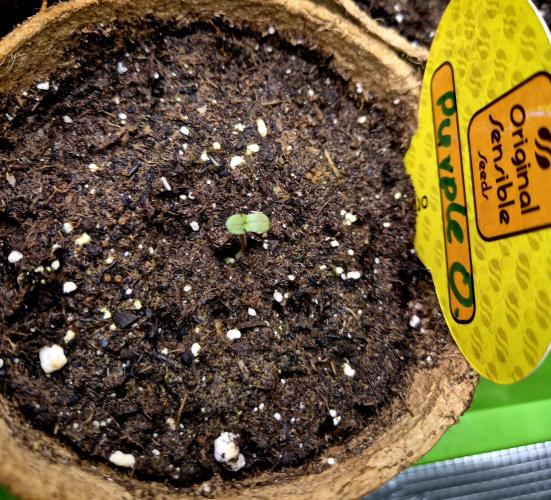 Purple overload (CCG) Sensible Seeds. Week 1