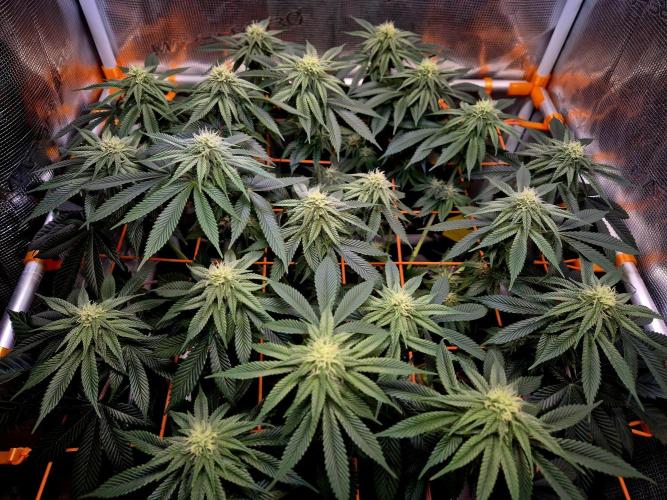 F026 - The Tropical Ice Cream One (USA). Week 11