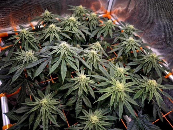 F026 - The Tropical Ice Cream One (USA). Week 11