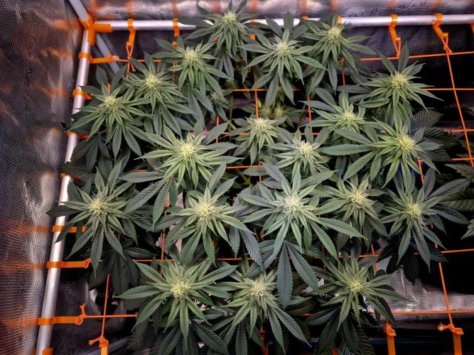 F026 - The Tropical Ice Cream One (USA). Week 11