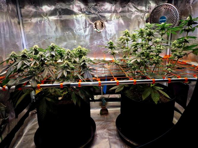 F026 - The Tropical Ice Cream One (USA). Week 11