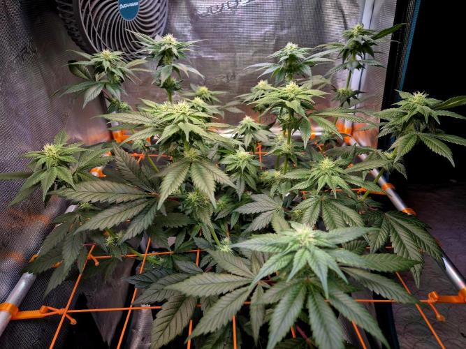 Rainbow Hitter. Week 11