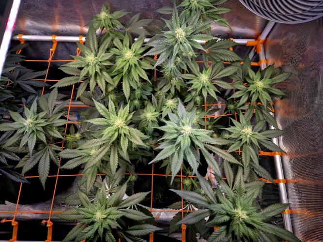Rainbow Hitter. Week 11