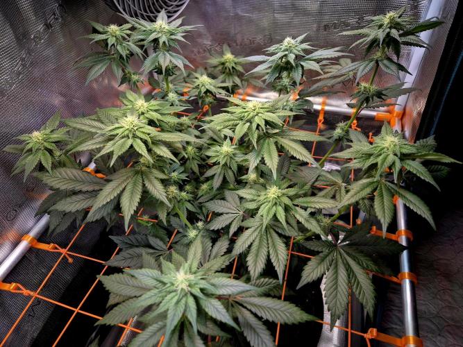 Rainbow Hitter. Week 11