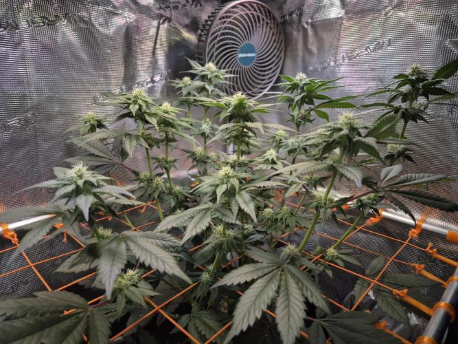 Rainbow Hitter. Week 11