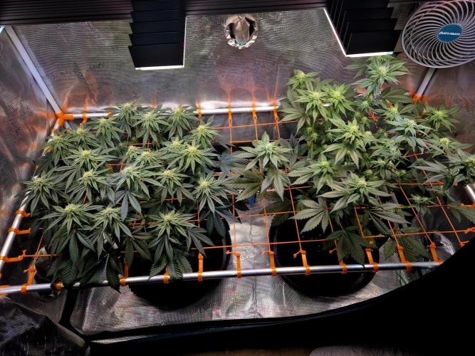 Rainbow Hitter. Week 11