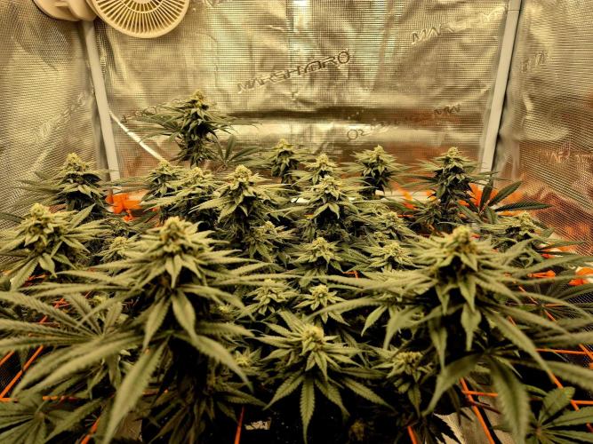 Cream Mandarine main lining. Week 14