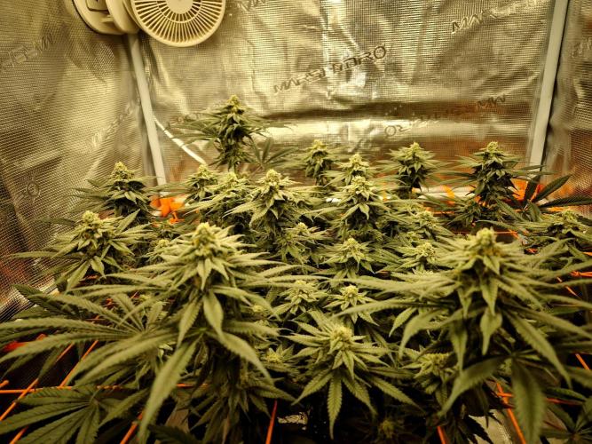 Cream Mandarine main lining. Week 14