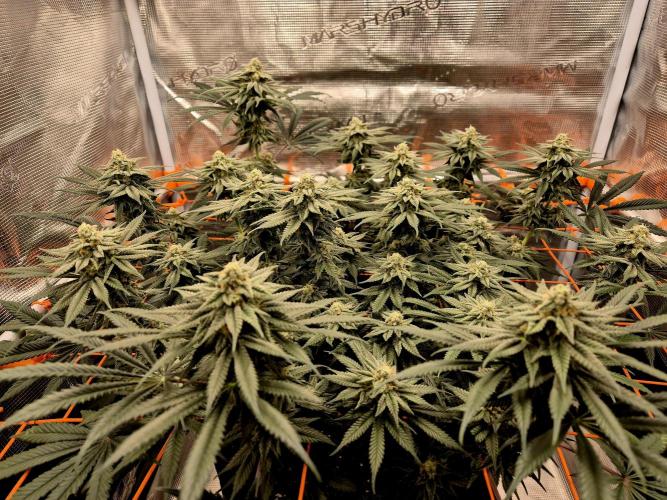 Cream Mandarine main lining. Week 14