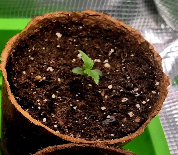 Blueberry Bubblegum. Week 0