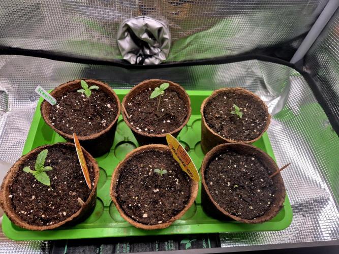 Blueberry Bubblegum. Week 1