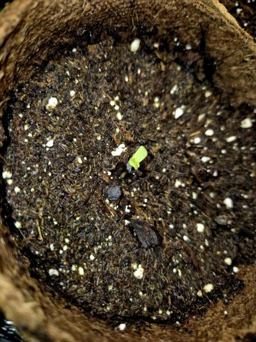 Wedding Cake (CCG) Sensible Seeds. Week 1