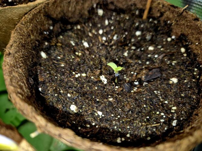 Wedding Cake (CCG) Sensible Seeds. Week 1