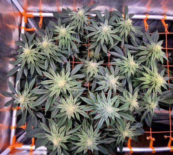 F026 - The Tropical Ice Cream One (USA). Week 11