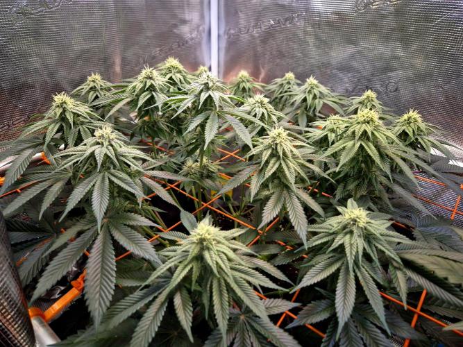 F026 - The Tropical Ice Cream One (USA). Week 11