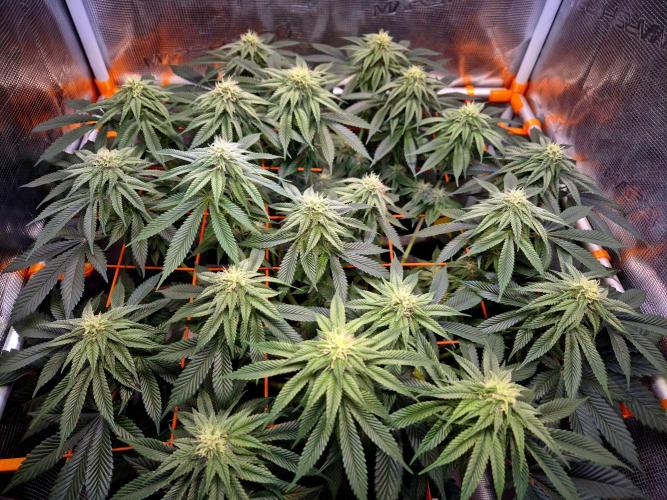 F026 - The Tropical Ice Cream One (USA). Week 11