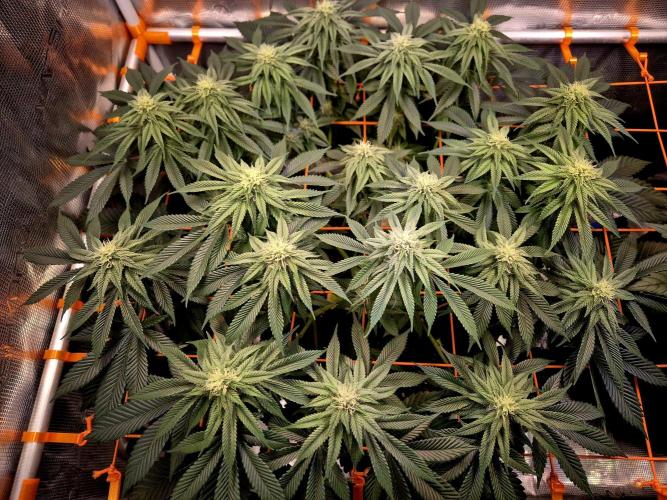 F026 - The Tropical Ice Cream One (USA). Week 11