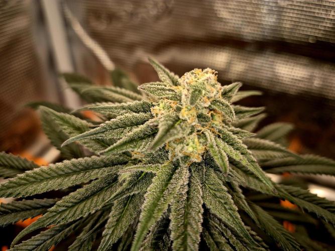 Cream Mandarine main lining. Week 14