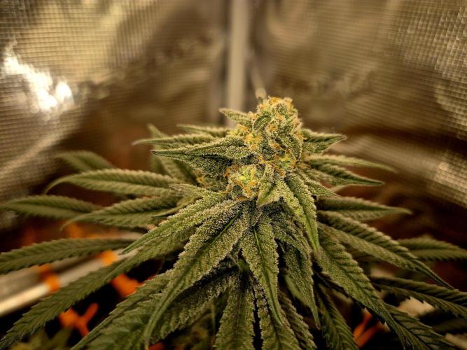 Cream Mandarine main lining. Week 14