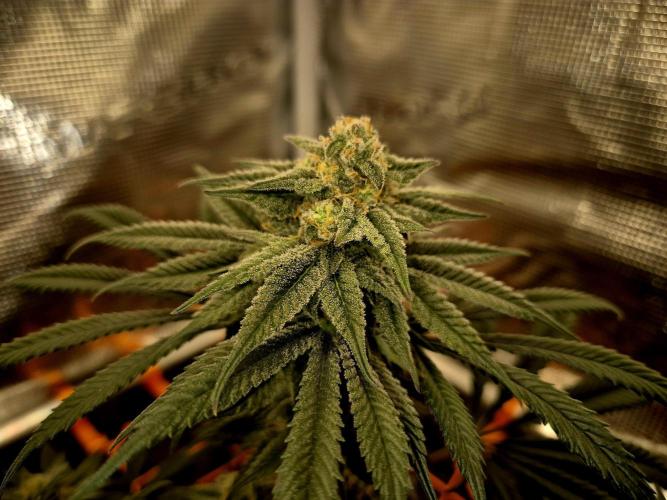 Cream Mandarine main lining. Week 14