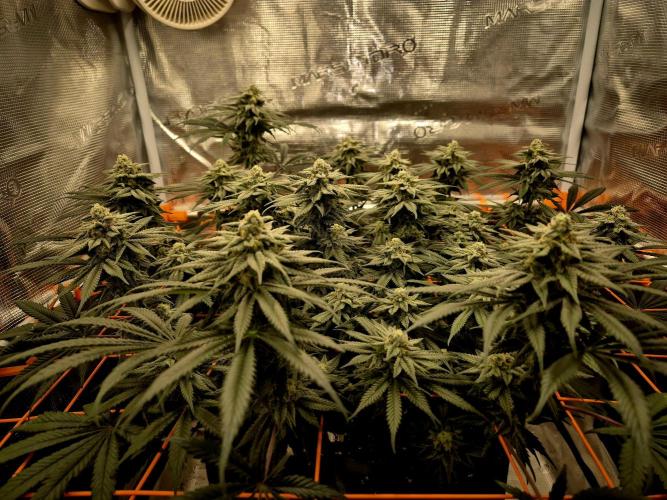 Cream Mandarine main lining. Week 14
