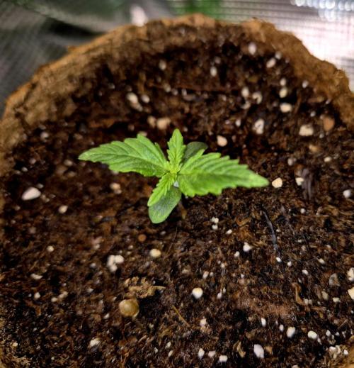 Blueberry Bubblegum. Week 1