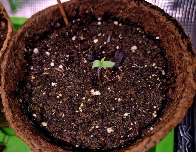 Wedding Cake. Week 1