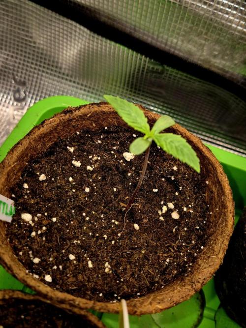Pink Rozay Original Sensible Seeds. Week 1