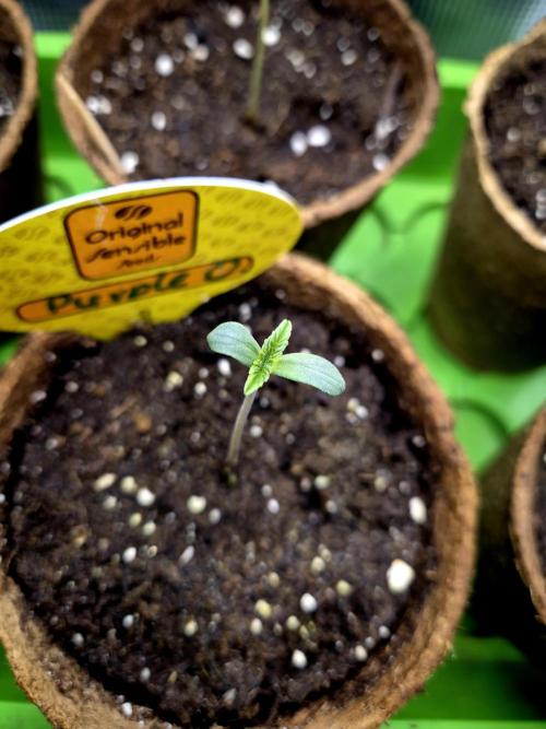 Purple overload (CCG) Sensible Seeds. Week 1