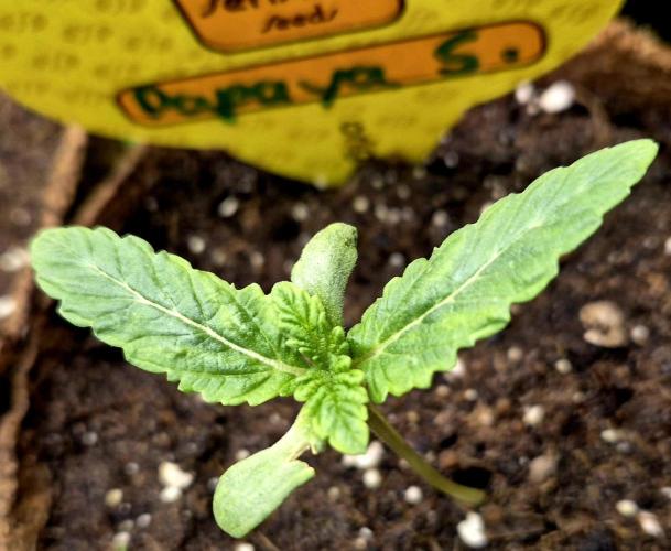Papaya Stank (CCG) Sensible Seeds. Week 1
