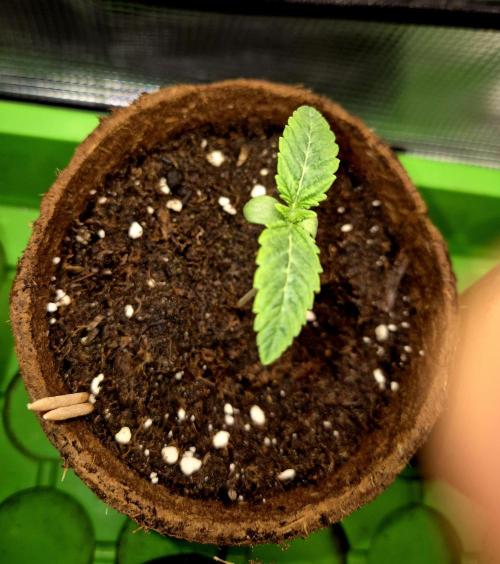 Papaya Stank (CCG) Sensible Seeds. Week 1