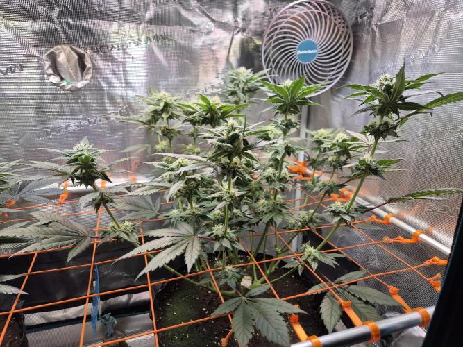 Rainbow Hitter. Week 11