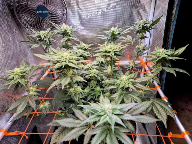 Rainbow Hitter. Week 11