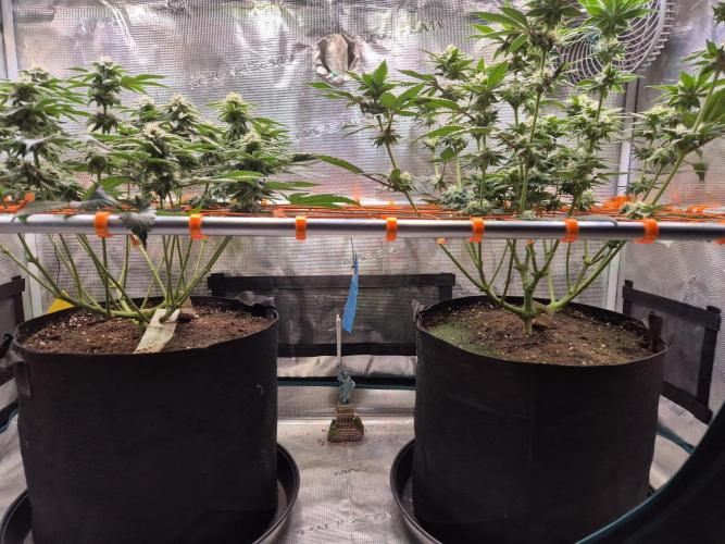 F026 - The Tropical Ice Cream One (USA). Week 11 - Lollipopping 