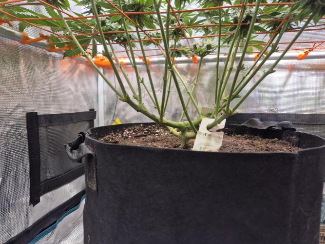 F026 - The Tropical Ice Cream One (USA). Week 11
