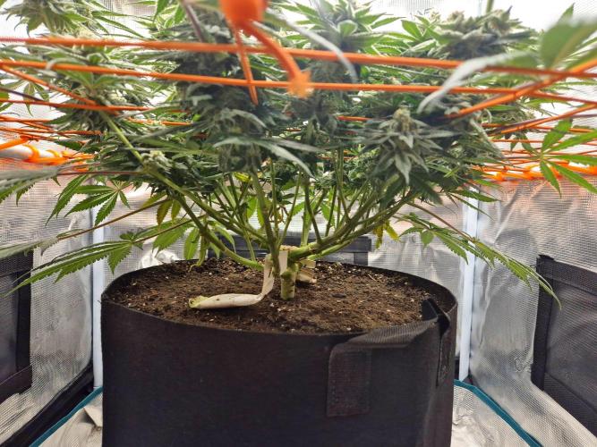 Cream Mandarine main lining. Week 15