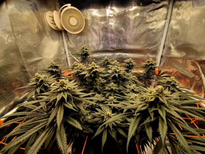 Cream Mandarine main lining. Week 15