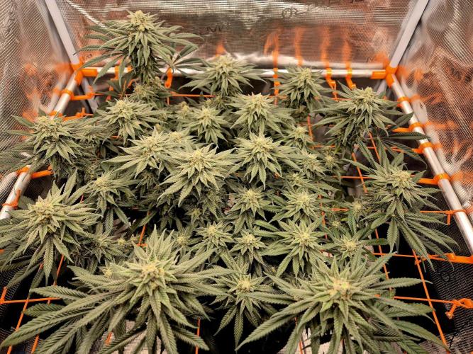 Cream Mandarine main lining. Week 15