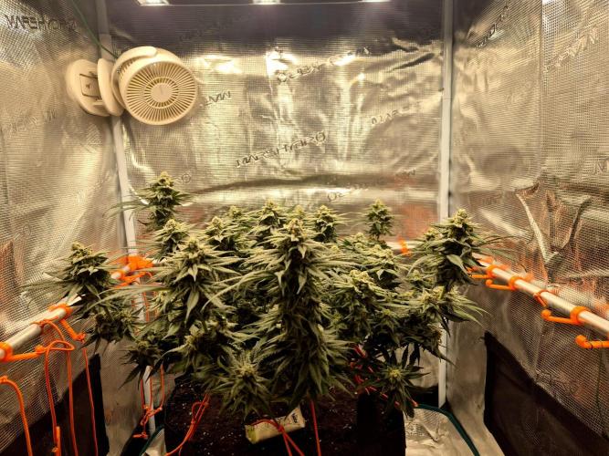 Cream Mandarine main lining. Week 15