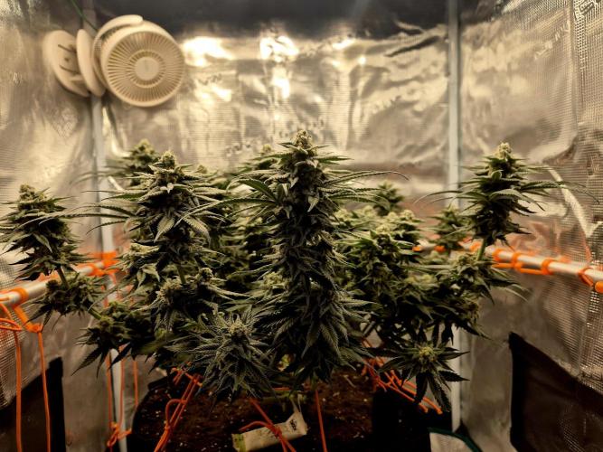 Cream Mandarine main lining. Week 15