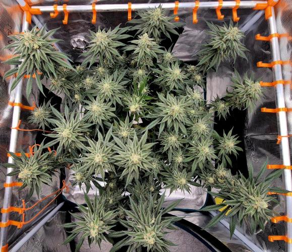 Cream Mandarine main lining. Week 15