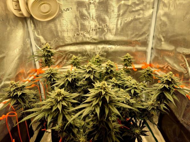 Cream Mandarine main lining. Week 15