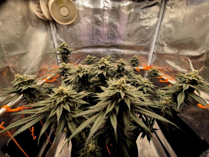 Cream Mandarine main lining. Week 15