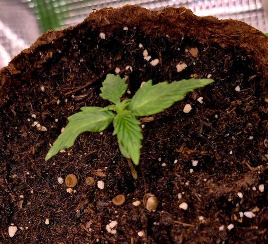 Blueberry Bubblegum. Week 1