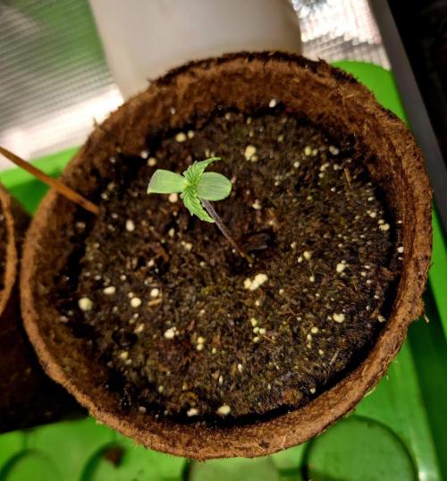 Wedding Cake. Week 1